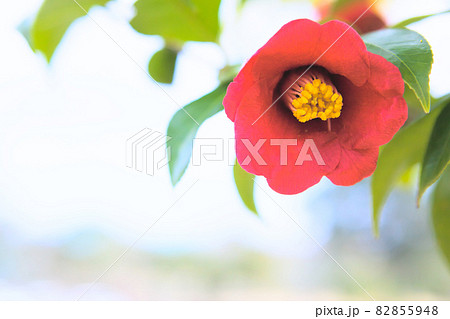 一輪の紅椿の花をクローズアップ 82855948