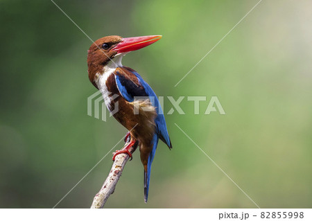 Image of White-throated Kingfisher(Halcyon smyrnesis) on branch on nature background. Bird. Animals. 82855998