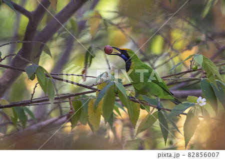Image of Golden fronted leafbird bird (Chloropsis aurifrons) eating fruit on branch on nature background. Birds. Animals. 82856007