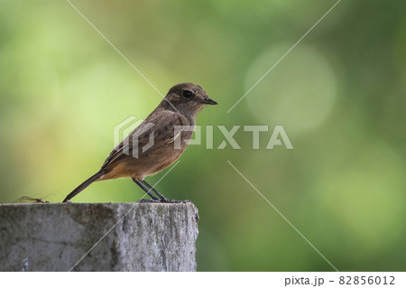 Image of Asian Brown Flycatcher (Muscicapa dauurica) on branch on nature background. Bird. Animals. Image of Asian Brown Flycatcher (Muscicapa dauurica) on branch on nature background. Bird. Animals. 82856012