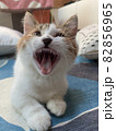 口を開けて主張する猫 82856965