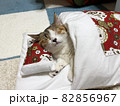 布団で睡眠する猫 82856967