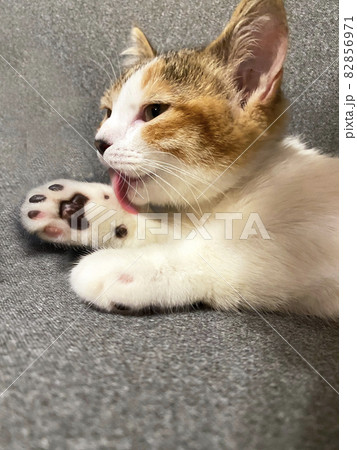 グルーミングする猫 82856971