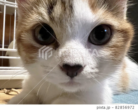 子猫の近影 82856972