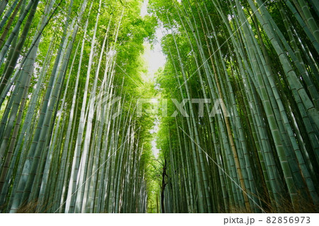 緑が鮮やかな京都嵯峨野の爽やかな竹林の小径 82856973