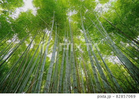 緑が鮮やかな京都嵯峨野の爽やかな竹林の小径 緑が鮮やかな京都嵯峨野の爽やかな竹林の小径 82857069