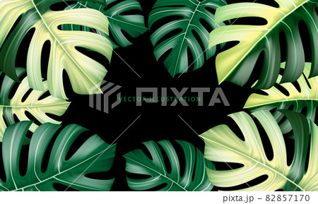 Vector realistic of Monstera Deliciosa plant leaf from tropical forests green and yellow on black 82857170