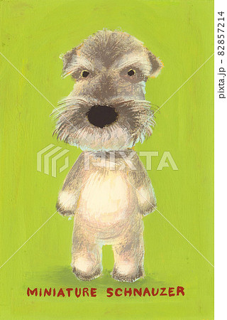 ミニチュアシュナウザー 82857214