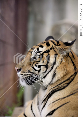 スマトラトラ スマトラトラ 82857713