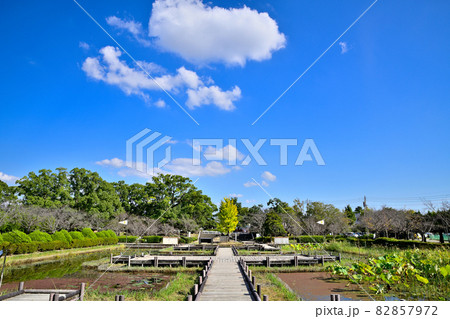佐賀市　神野公園　とんぼ池 82857972