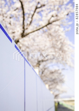 選挙の掲示板と桜 82857984