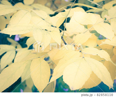 Yellow leaves on the tree branch natural Yellow leaves on the tree branch natural 82858110