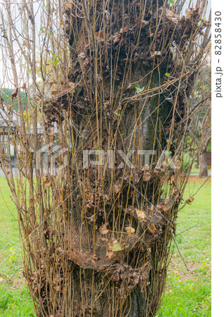 小枝に囲まれた幹 82858430