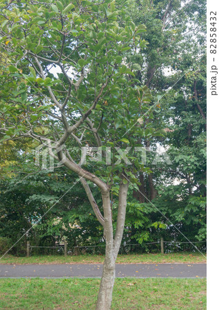 木々と空 82858432