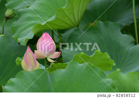 蓮の花 82858512