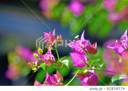 大船フラワーセンター花壇・ブーゲンビリア 82858574