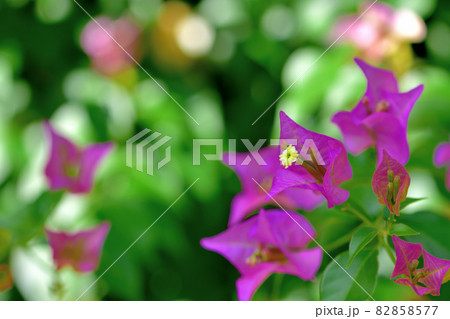 大船フラワーセンター花壇・ブーゲンビリア 82858577