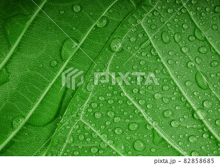 Nature Concept. Closeup of Green Leaf with many Droplet. Freshness by Water Drops. Environmental Care and Sustainable Resources. Natural Green Surface Texture Background Nature Concept. Closeup of Green Leaf with many Droplet. Freshness by Water Drops. Environmental Care and Sustainable Resources. Natural Green Surface Texture Background 82858685