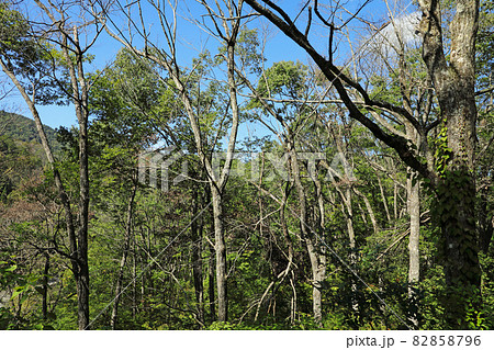 雑木林のナラ枯れ被害　福島県只見町 82858796