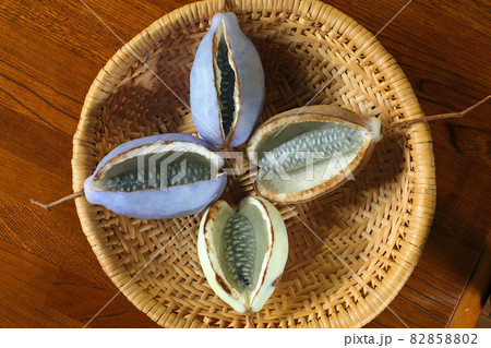 笊にアケビの果実四個　福島県只見町 82858802