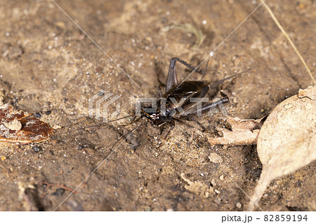 ハラオカメコオロギ 82859194