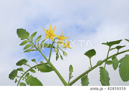 ミニトマトの花の写真素材