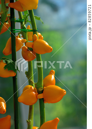 大船フラワーセンター花壇・フォックスフェイス 82859721