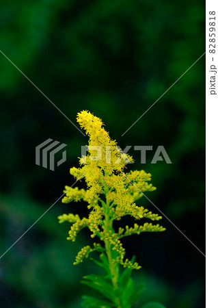 背高泡立草(せいたかあわだちそう) 82859818