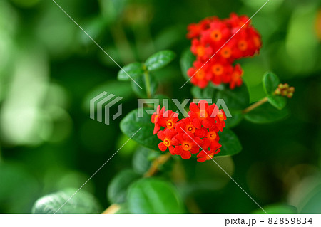 大船フラワーセンター花壇・べにまつり（キューバ・パナマ） 82859834