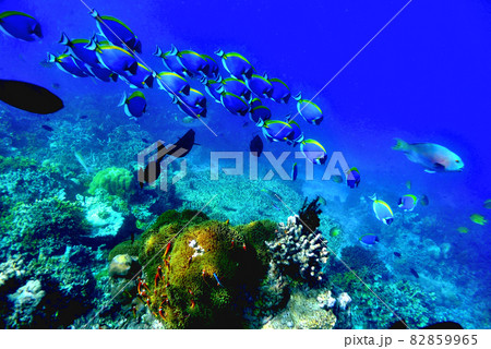 モルディブ・アンサナイフルでシュノーケリング 82859965