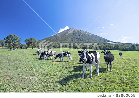 大山 で放牧中の牛たち(大山まきばみるくの里付近) 大山 で放牧中の牛たち(大山まきばみるくの里付近) 82860059