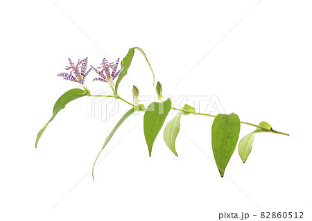 ホトトギス 82860512