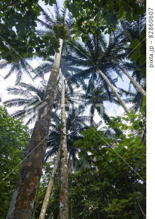 石垣島と西表島にに生息する固有種・ヤエヤマヤシ 米原ヤエヤマヤシ群落にて 石垣島と西表島にに生息する固有種・ヤエヤマヤシ 米原ヤエヤマヤシ群落にて 82860607