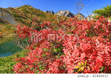 北アルプスの秋 八方尾根 八方池と後立山連峰(天狗尾根、不帰キレット) 北アルプスの秋 八方尾根 八方池と後立山連峰(天狗尾根、不帰キレット) 82860631
