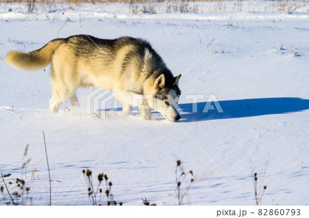Husky jogging in the field, snowy road and dog. 82860793