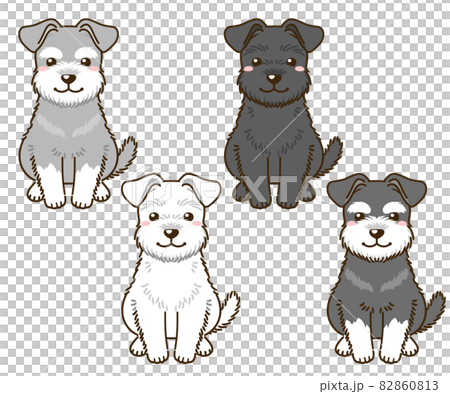 有各種毛色的雪納瑞犬 82860813