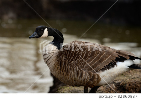 Duck at the local zoo near the pond. Duck at the local zoo near the pond. 82860837