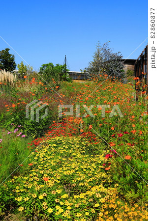 秋のお花畑 秋のお花畑 82860877