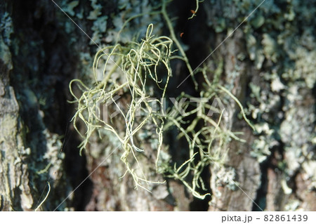 赤松の幹に着生するサルオガセモドキ 82861439