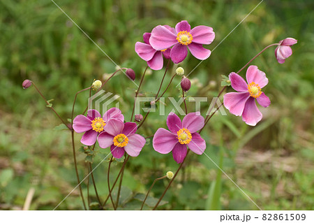 ピンクのシュウメイギク 82861509