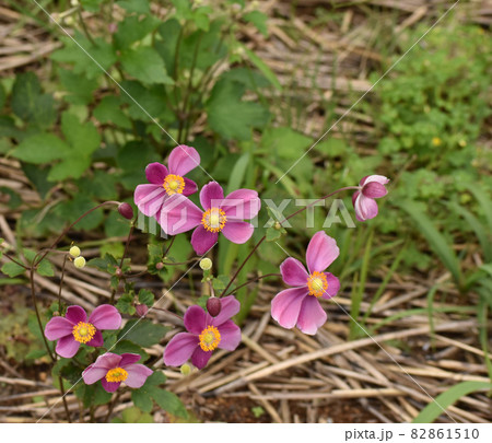 ピンクのシュウメイギク 82861510