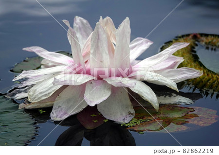 巨大オオオニバスの花 82862219