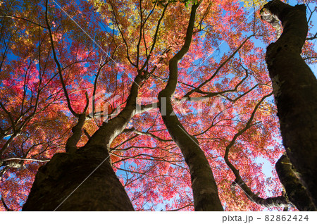 紅葉 82862424