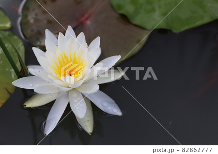 スイレンの写真 82862777