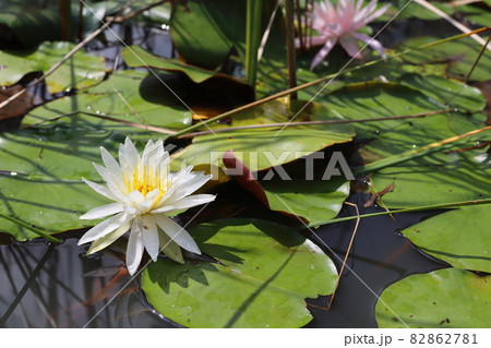 スイレンの写真 スイレンの写真 82862781
