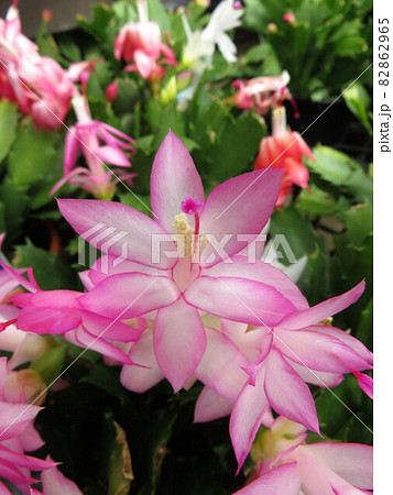 デンマークカクタス カミーラの写真素材 [82862965] - PIXTA