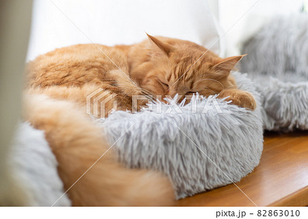 猫の寝顔 茶トラ猫 猫の寝顔 茶トラ猫 82863010