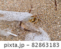 crab on the sandy seashore crab on the sandy seashore 82863183