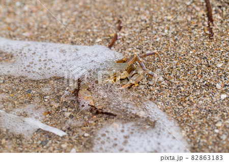 crab on the sandy seashore crab on the sandy seashore 82863183