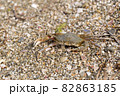 crab on the sandy seashore crab on the sandy seashore 82863185